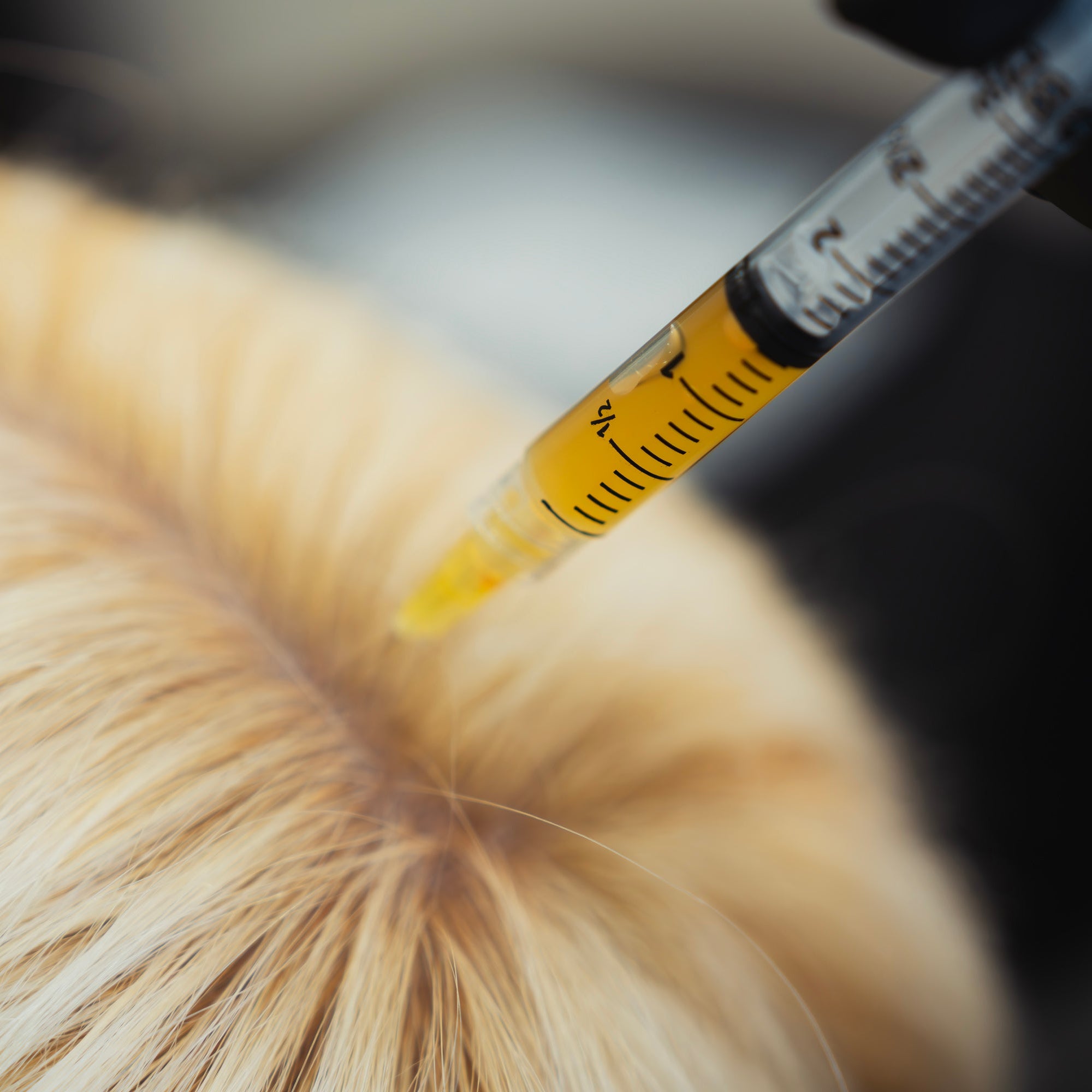 Hair Regrowth PRF (Platelet Rich Fibrin)